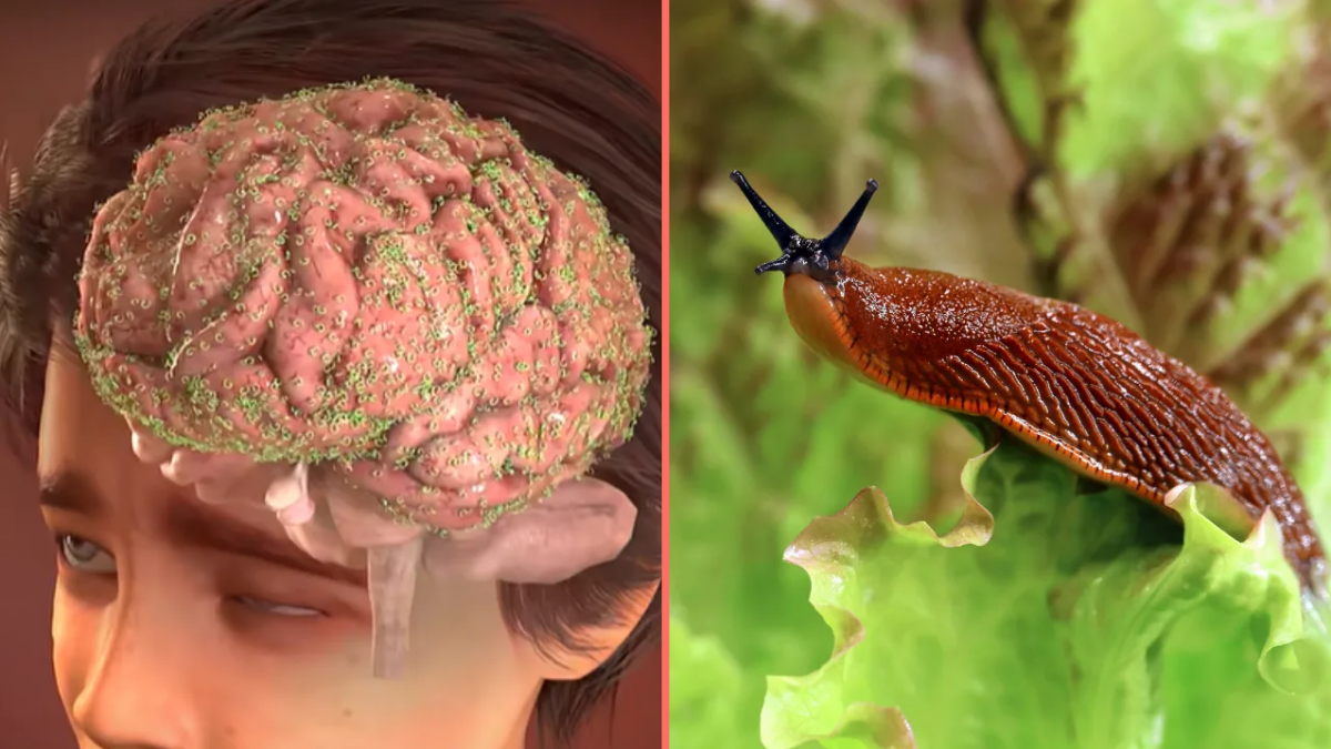 Slug Friends Terrifying simulation reveals what happened to teenager who ate slug ...